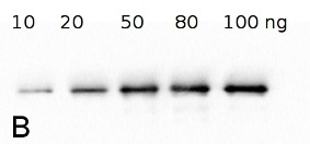 FBA | Fructose-bisphosphate aldolase class 2 in the group Antibodies for Plant/Algal / Carbohydrates at Agrisera AB (Antibodies for research) (AS13 2731)